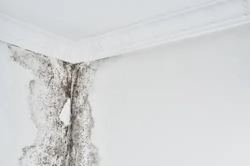 Reprise d'un plafond après un dégât des eaux
